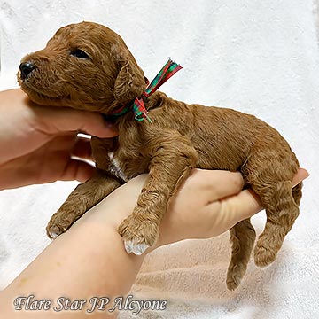 �X�^���_�[�h�v�[�h���@���b�h